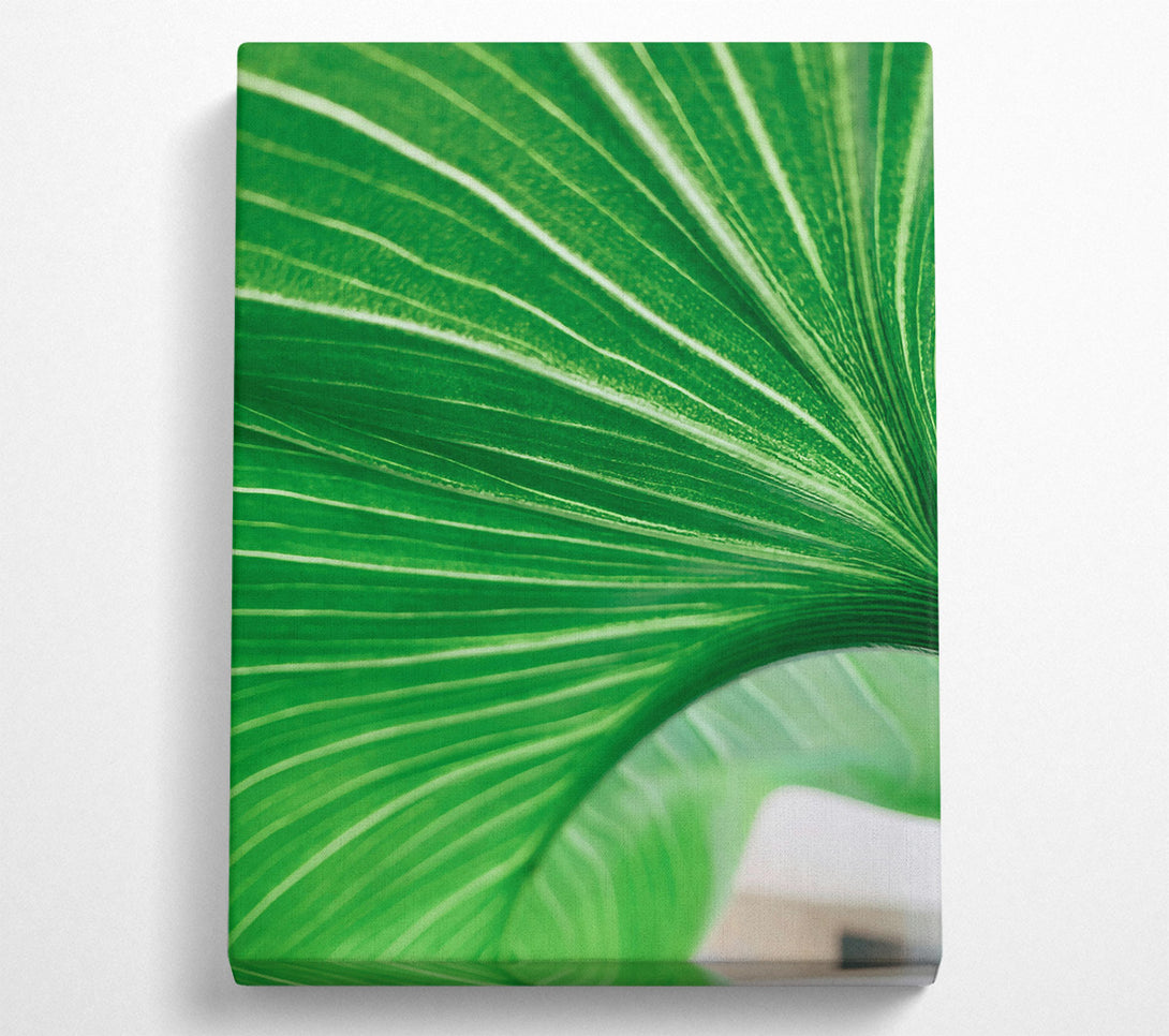  A Canvas Print of Emerald Leaf Veins Canvas Print