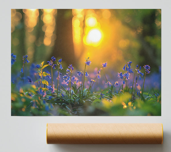 Golden Bluebells Sunset Poster
