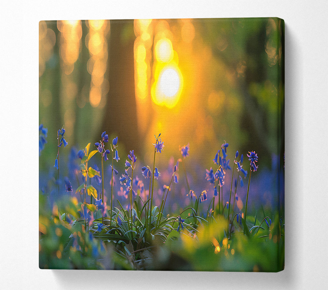  A Canvas Print of Golden Bluebells Sunset Canvas Art