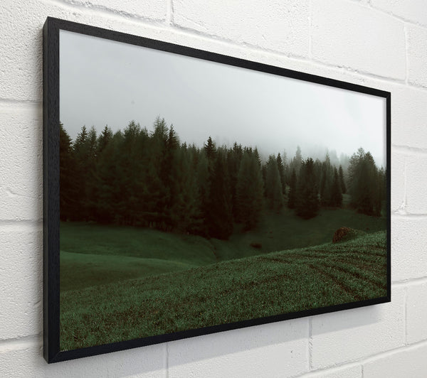 Emerald Foggy Forest