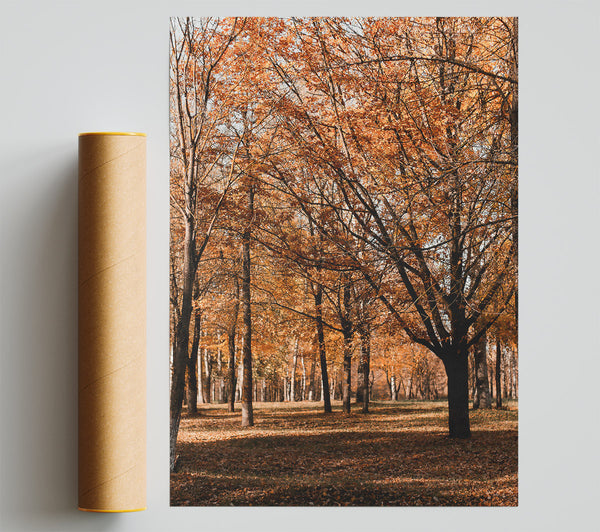 Golden Autumn Woods Poster