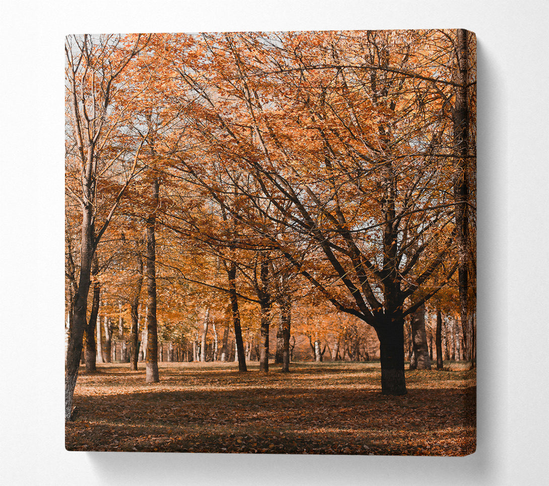  A Canvas Print of Golden Autumn Woods Canvas Art
