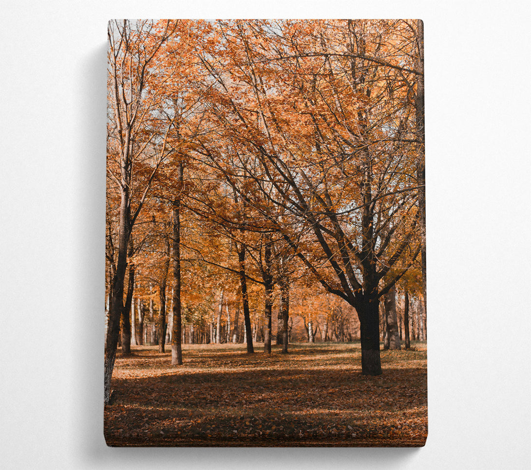  A Canvas Print of Golden Autumn Woods Canvas Art