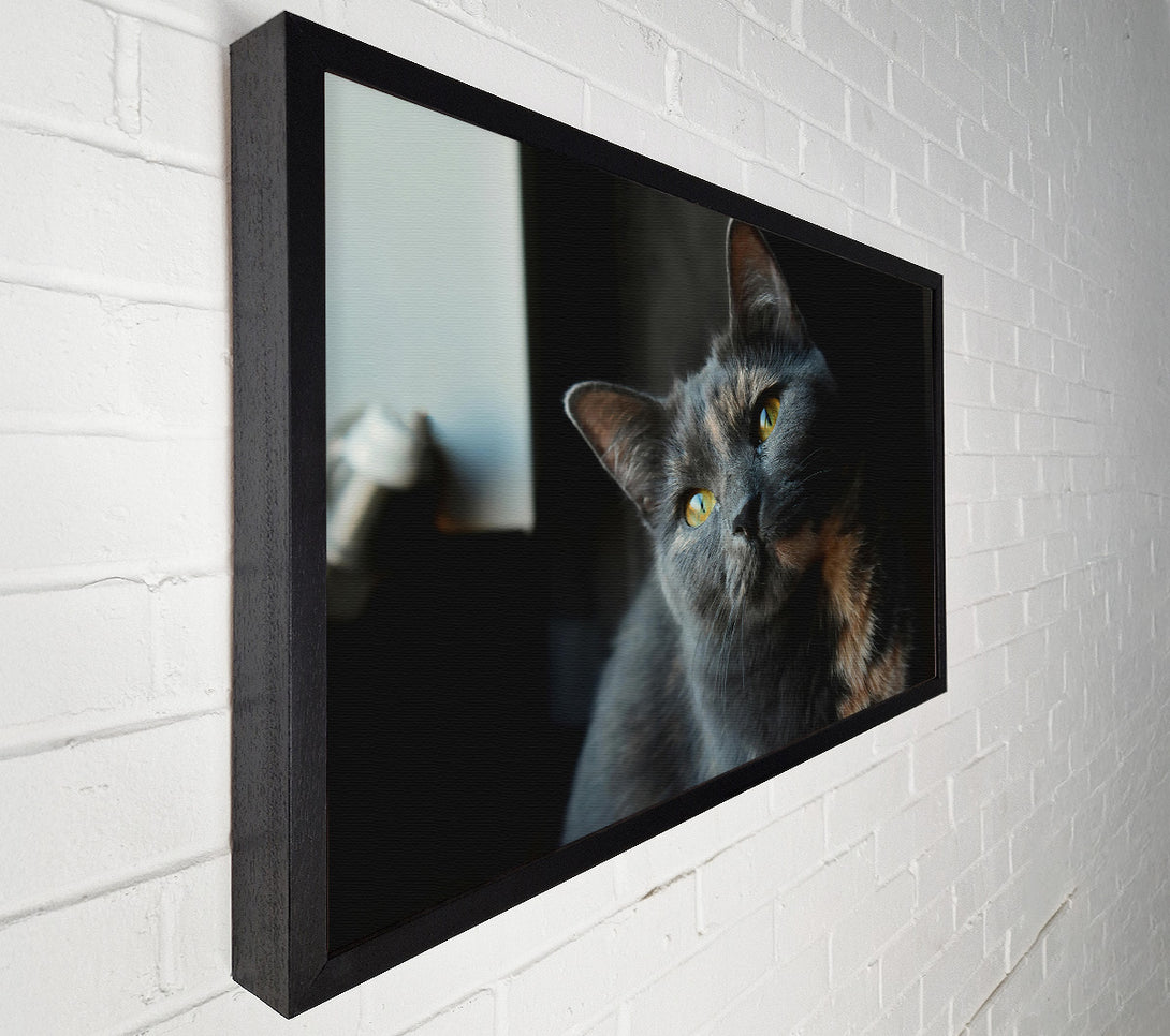  A Canvas Print of Grey Feline Gaze Canvas Art