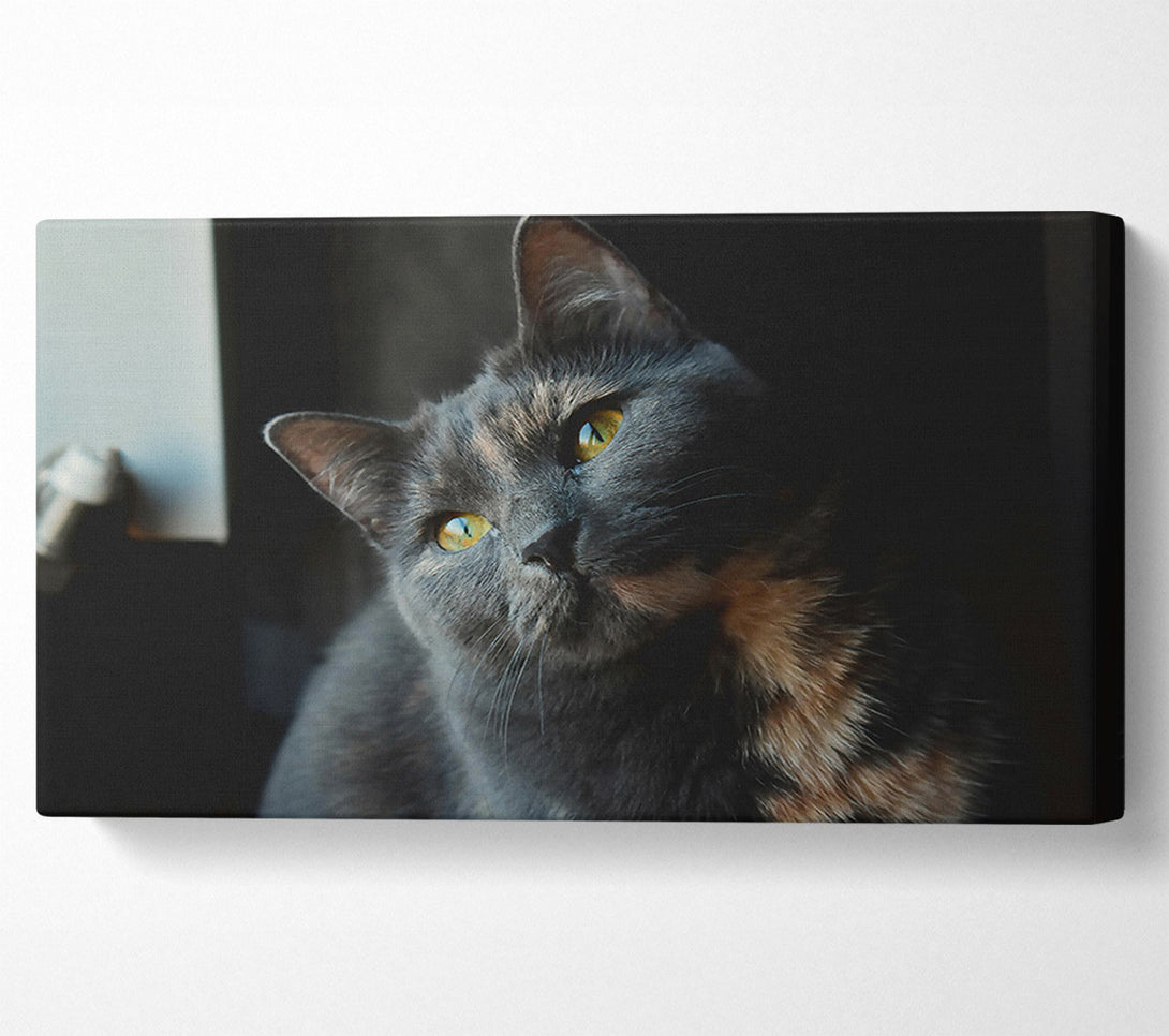  A Canvas Print of Grey Feline Gaze Canvas Art