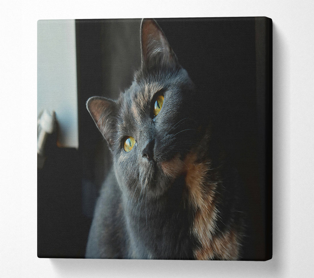  A Canvas Print of Grey Feline Gaze Canvas Art