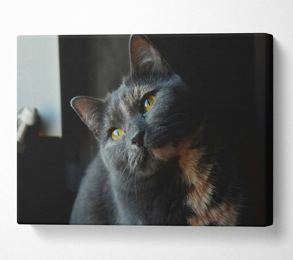  A Canvas Print of Grey Feline Gaze Canvas Art