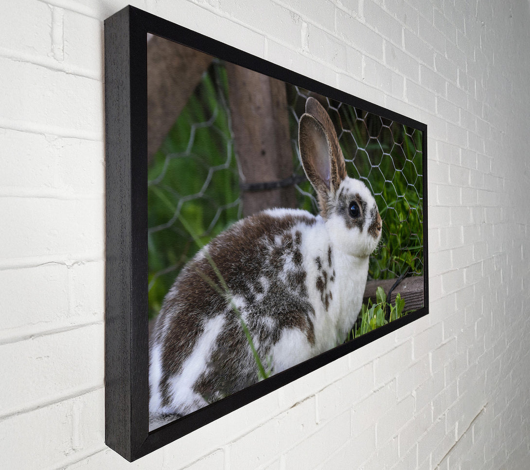  A Canvas Print of White And Brown Bunny Canvas Print