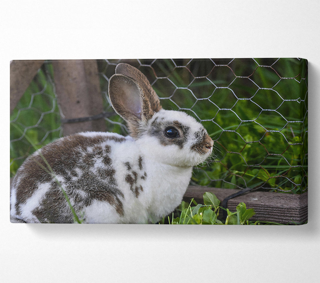  A Canvas Print of White And Brown Bunny Canvas Print