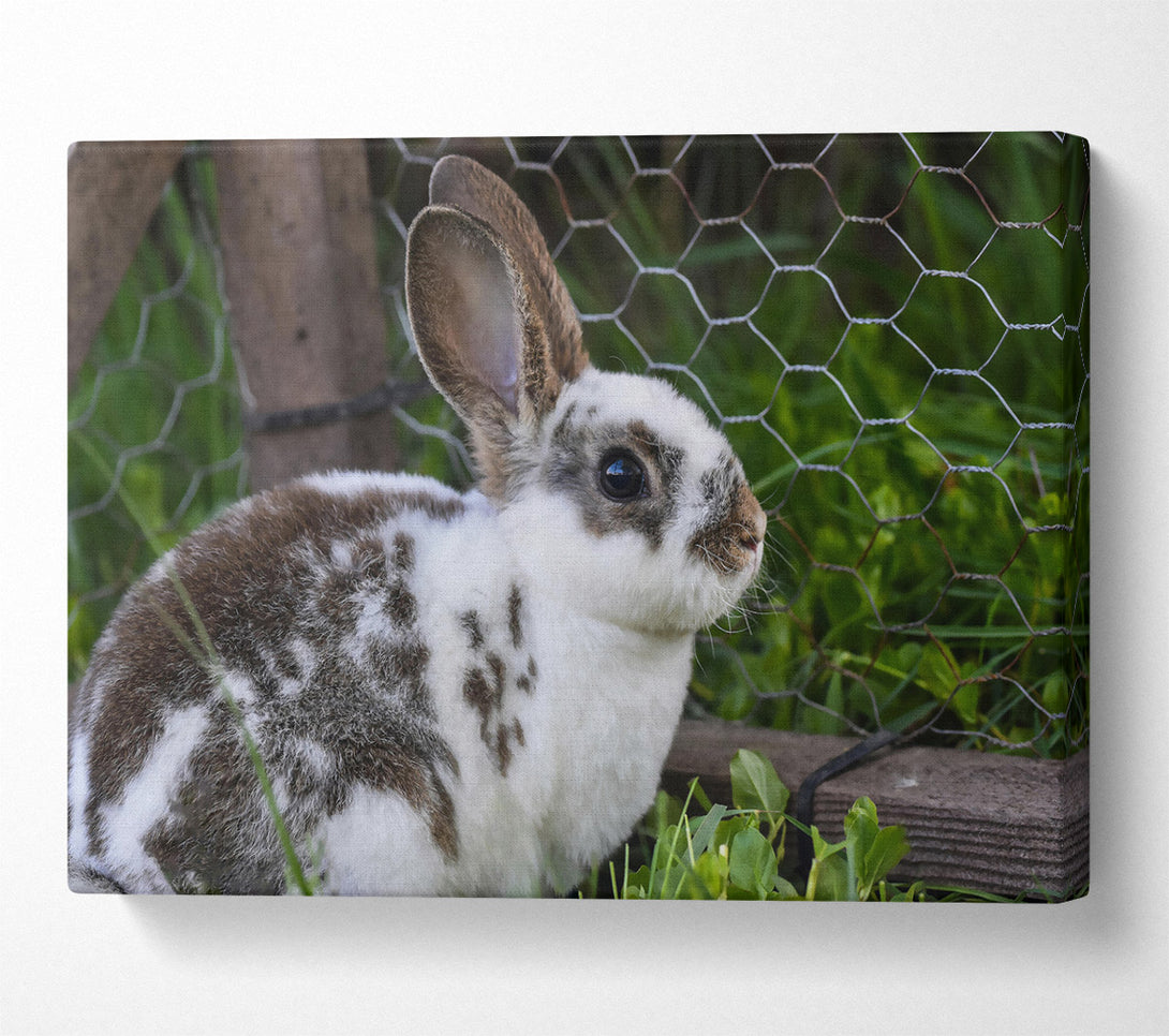  A Canvas Print of White And Brown Bunny Canvas Print