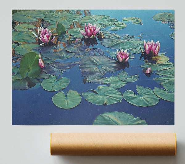 Blue Water Lilies Print