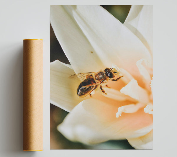 Peach Blossom Buzz Giclee Print