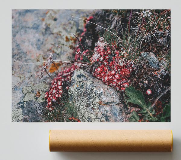 Crimson Mountain Bloom Poster