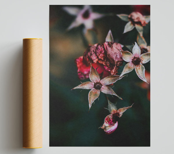 Faded Pink Petals Print
