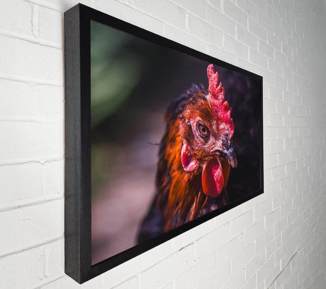 A Canvas Print of Crimson Hen'S Stare Canvas Wall Art