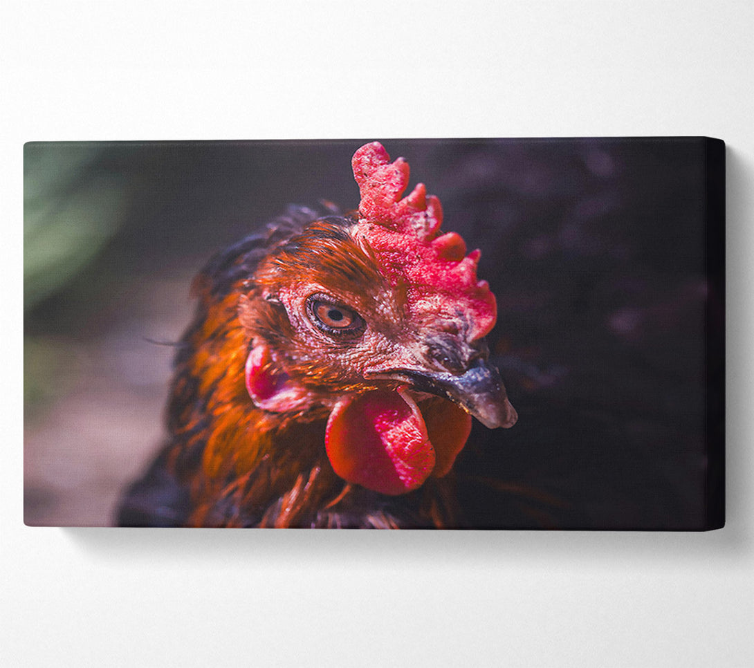  A Canvas Print of Crimson Hen'S Stare Canvas Wall Art