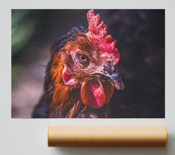 Crimson Hen'S Stare Giclee Print