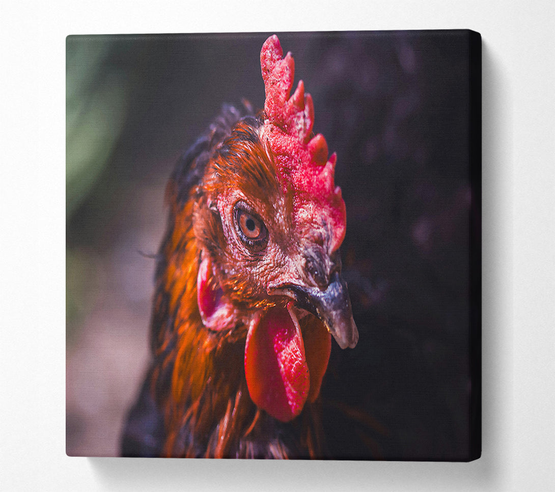  A Canvas Print of Crimson Hen'S Stare Canvas Wall Art