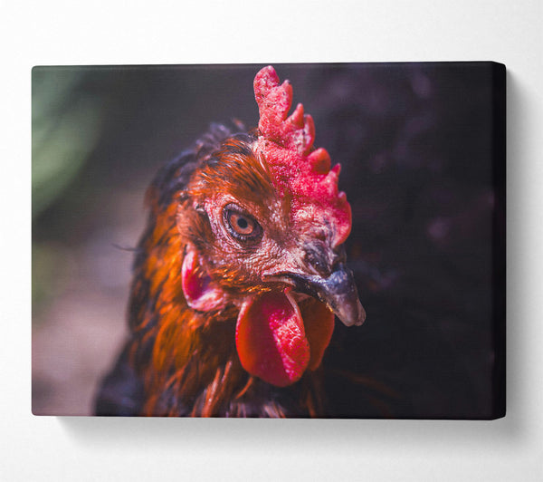  A Canvas Print of Crimson Hen'S Stare Canvas Wall Art