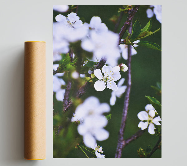 White Blossoms In Spring Giclee Print
