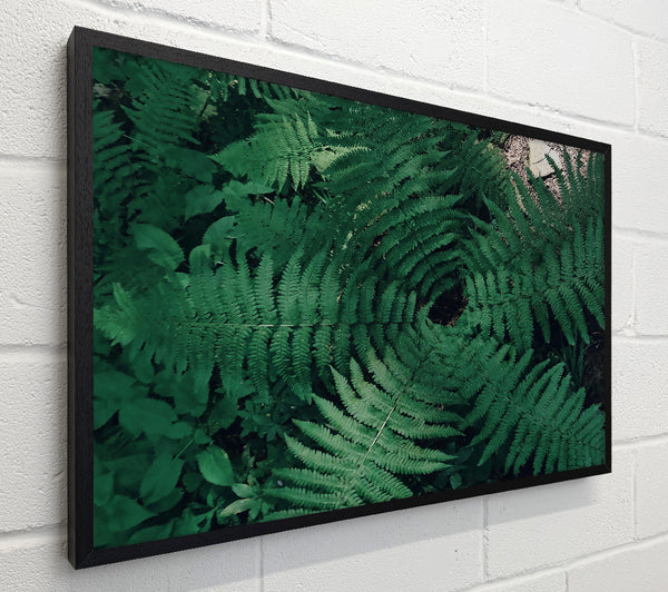 Emerald Fern Embrace