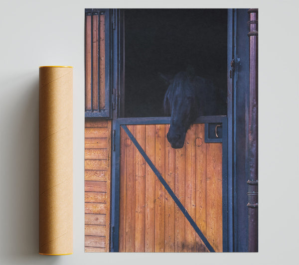 Black Horse In Stall Door Poster