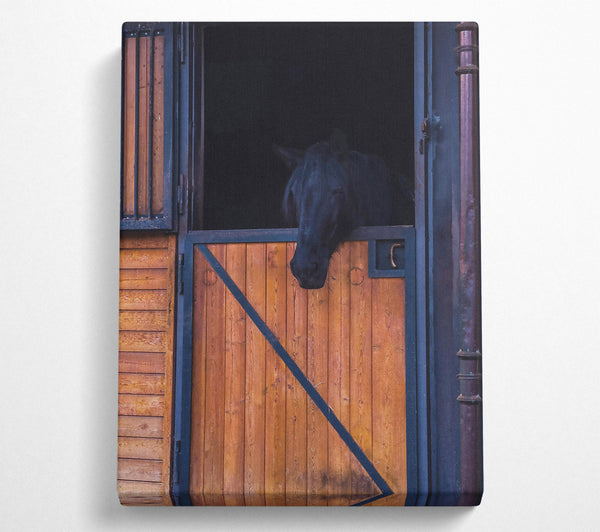  A Canvas Print of Black Horse In Stall Door Canvas Print