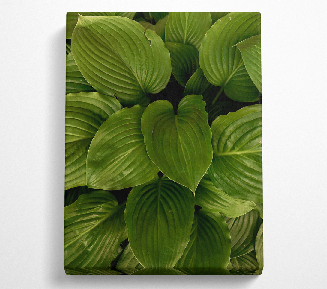  A Canvas Print of Emerald Veined Leaves Canvas Wall Art
