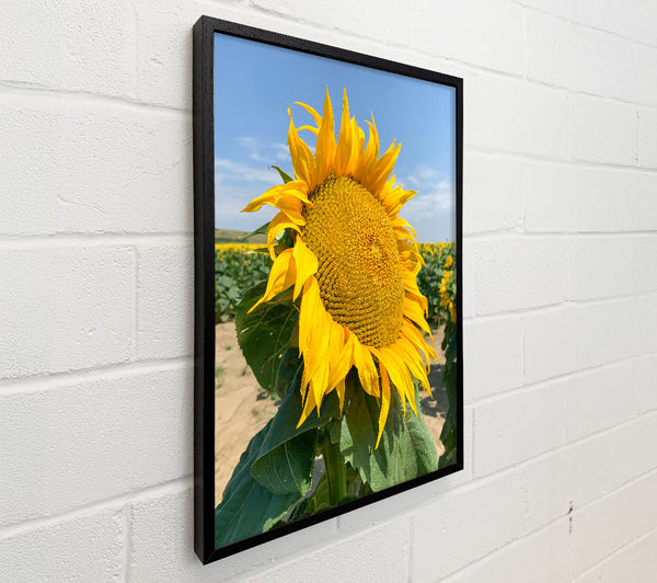 Golden Sunflower Field