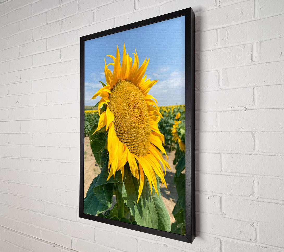  A Canvas Print of Golden Sunflower Field Canvas Print