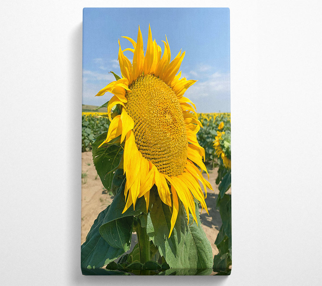  A Canvas Print of Golden Sunflower Field Canvas Print