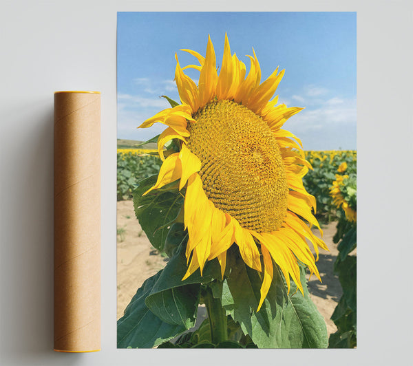 Golden Sunflower Field Giclee Print