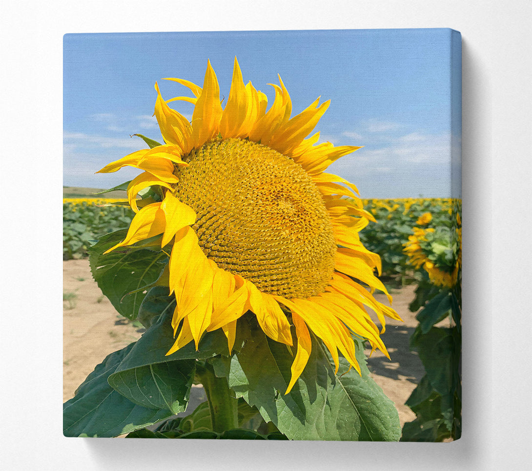  A Canvas Print of Golden Sunflower Field Canvas Print