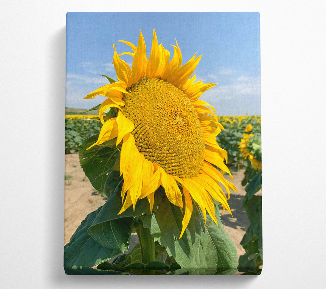  A Canvas Print of Golden Sunflower Field Canvas Print