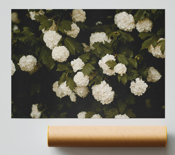 Ivory Blooms In Green Giclee Print