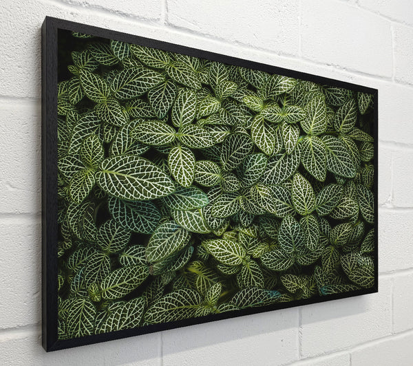 Emerald Veined Leaves