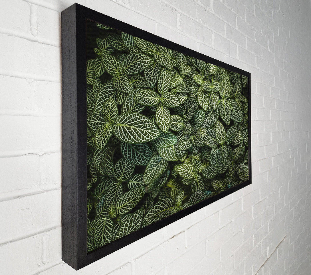  A Canvas Print of Emerald Veined Leaves Canvas Wall Art