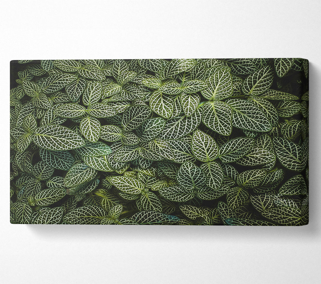  A Canvas Print of Emerald Veined Leaves Canvas Wall Art