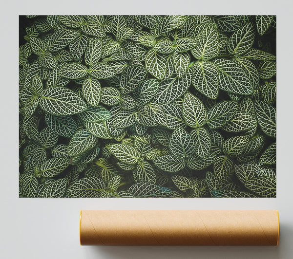 Emerald Veined Leaves Poster