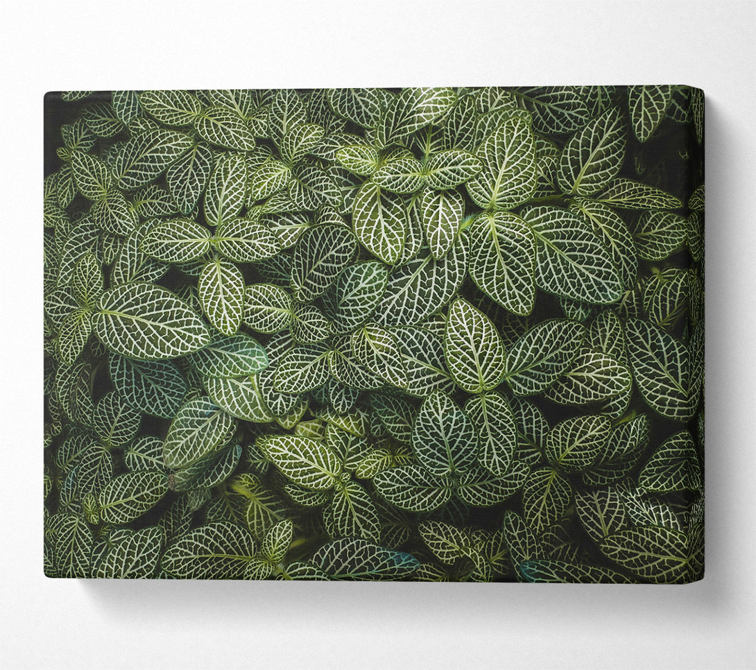  A Canvas Print of Emerald Veined Leaves Canvas Wall Art
