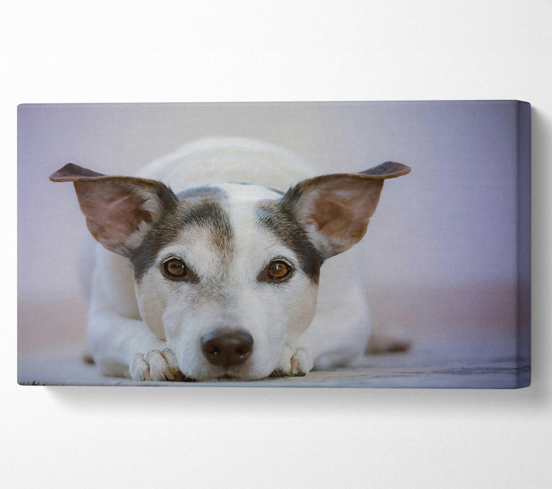  A Canvas Print of White Dog, Curious Glance Canvas Art