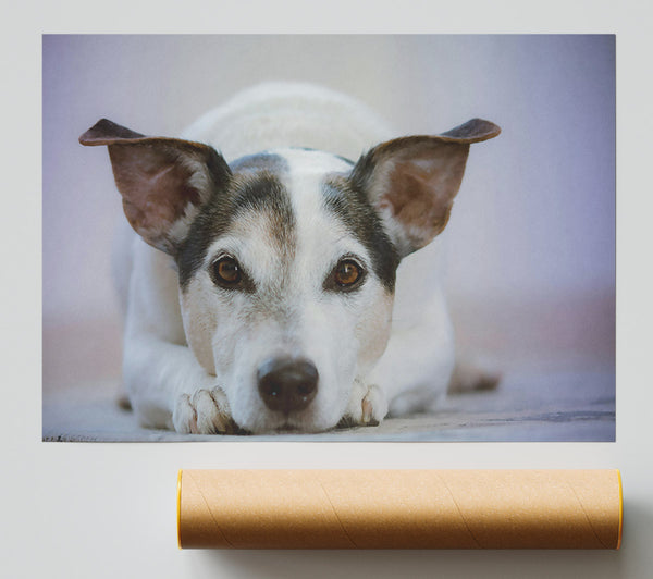 White Dog, Curious Glance Giclee Print