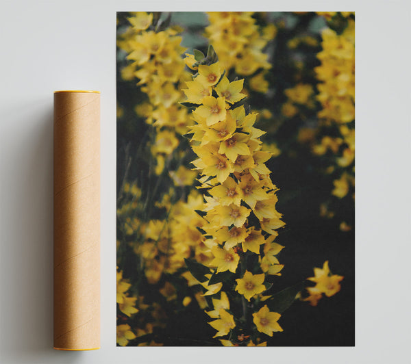 Golden Yellow Bloom Giclee Print