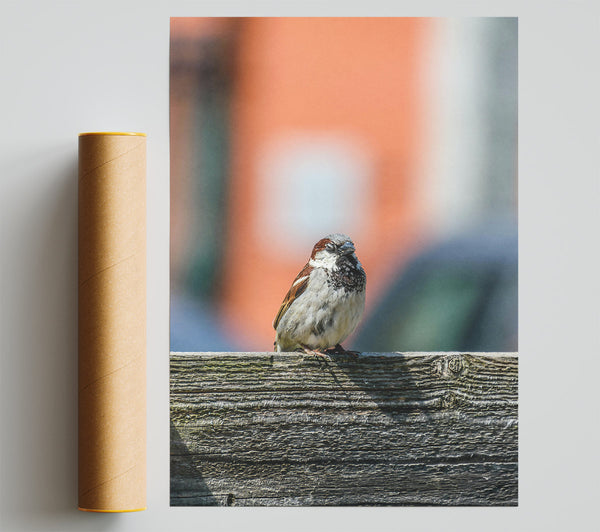 Orange And Gray Sparrow Poster