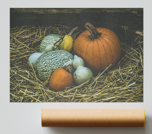 Orange Gourd Harvest Giclee Print