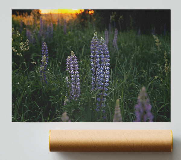 Purple Sunset Lupines Poster