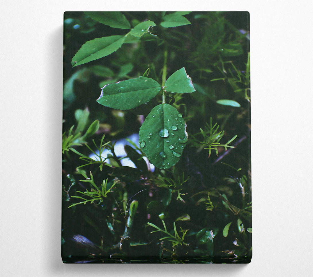  A Canvas Print of Emerald Dew Drops Canvas Wall Art