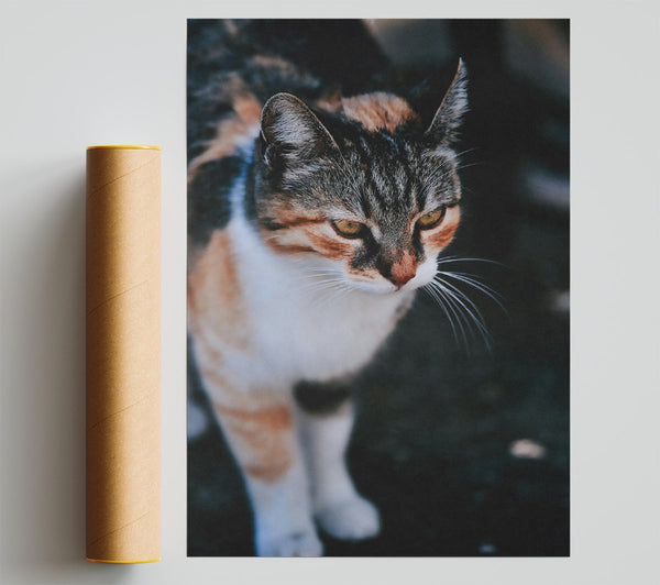Golden Cat Glance Giclee Print