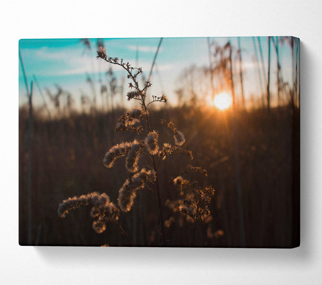  A Canvas Print of Golden Sunset Bloom Canvas Wall Art