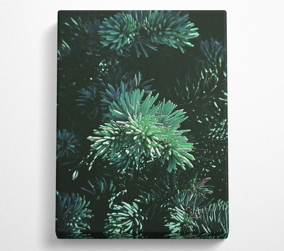  A Canvas Print of Emerald Evergreen Branches Canvas Wall Art
